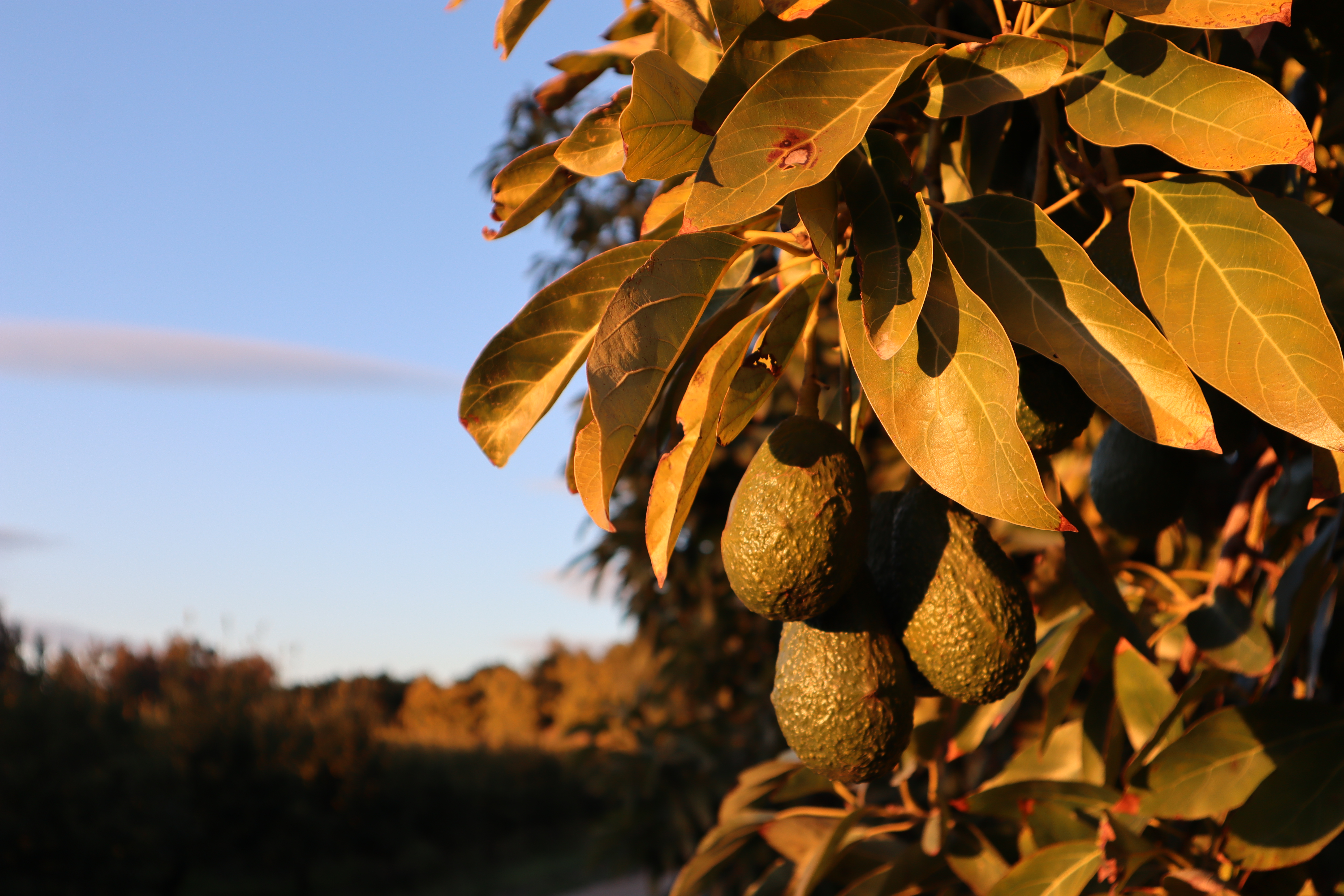 Moorpark, California