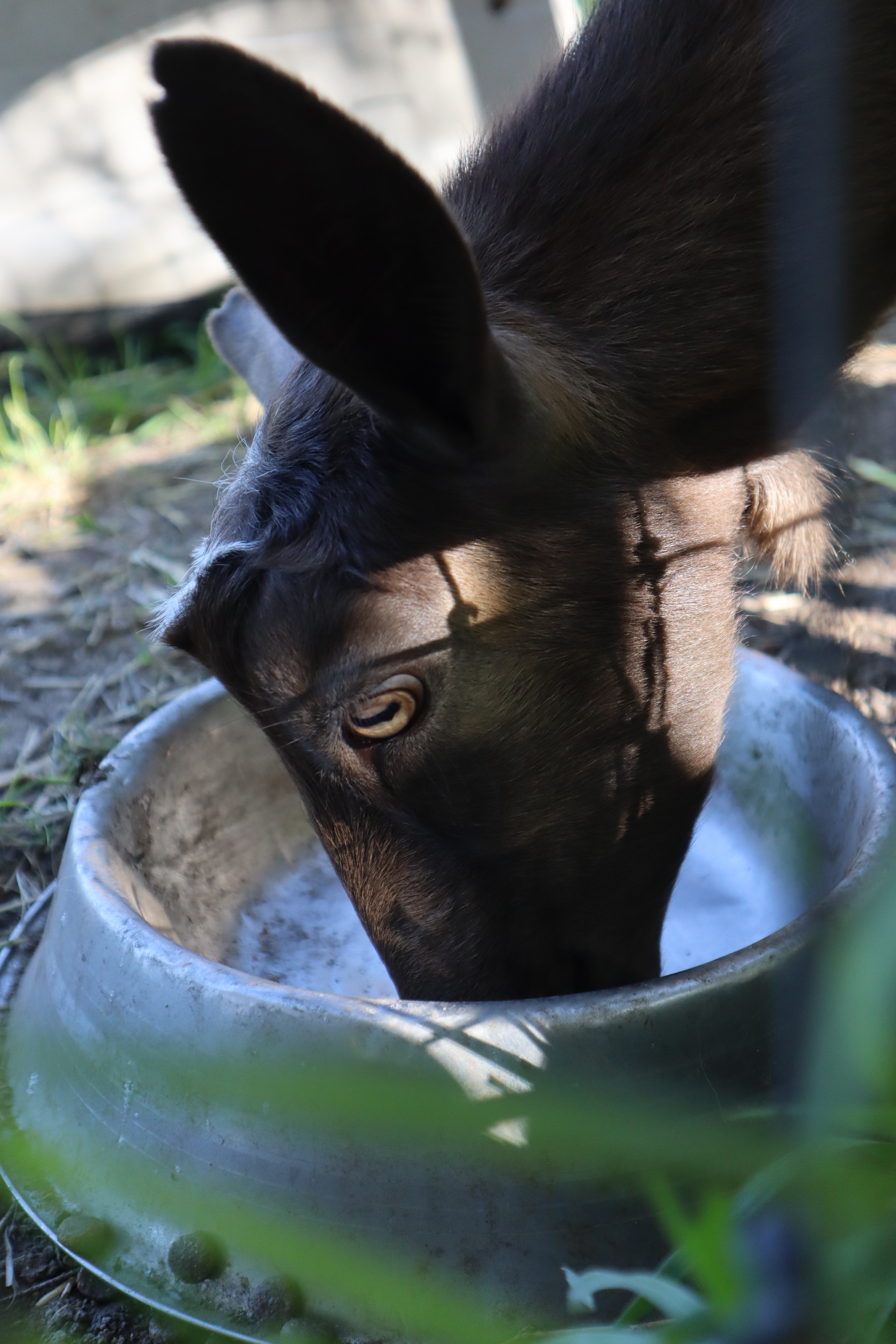 Moorpark, California